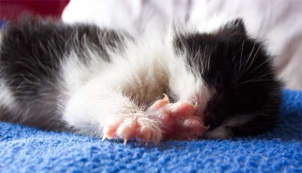 Een kitten die opgegroeid is in de opname van Dierenkliniek Wilhelminapark